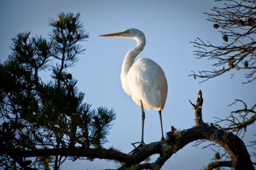 Egret in tree
