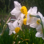 Jonquils