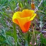 California Poppy