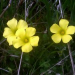 Yellow woodsorrel