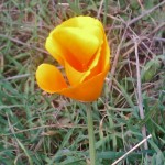 California Poppy