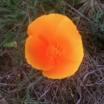 California Poppy